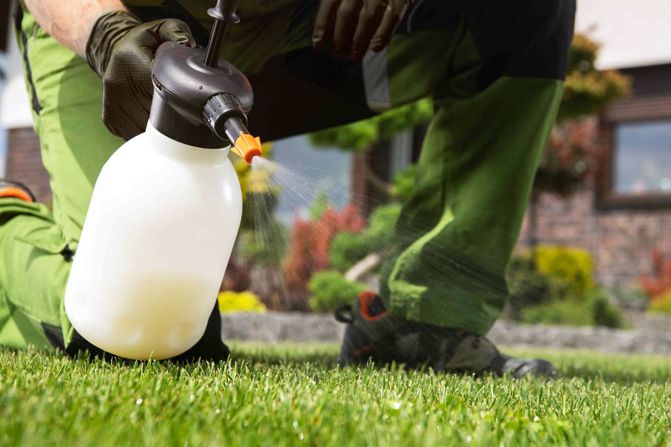 Green lawn with fertilization treatment applied