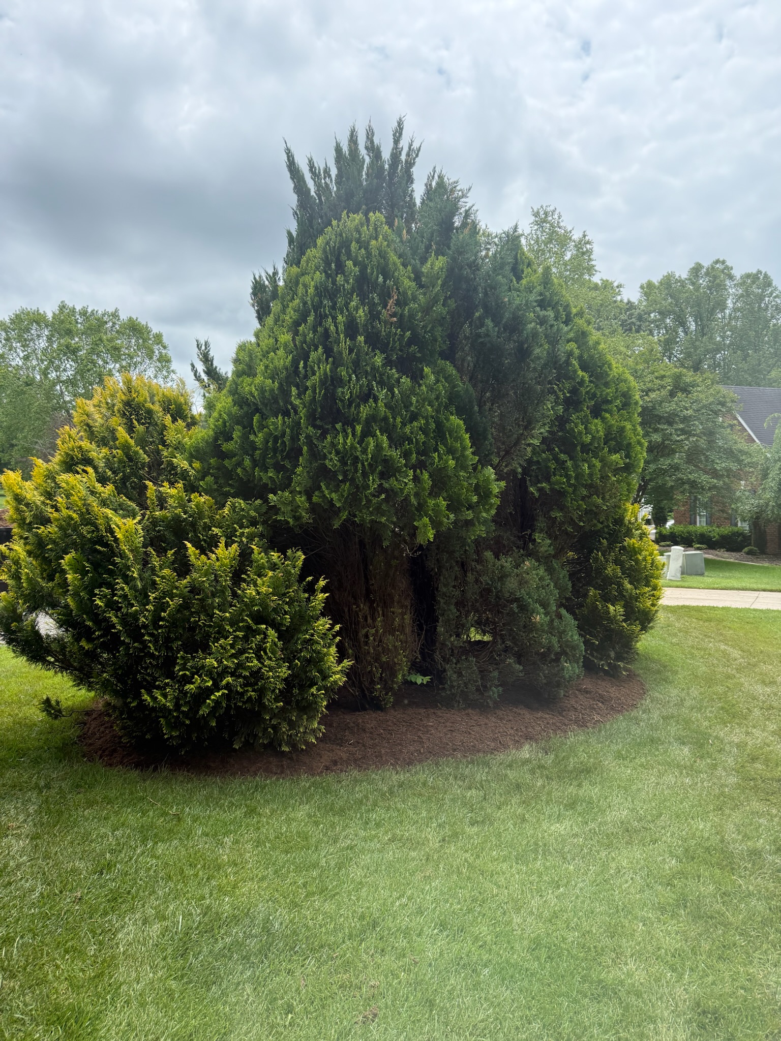 Neatly trimmed shrubs framing a walkway