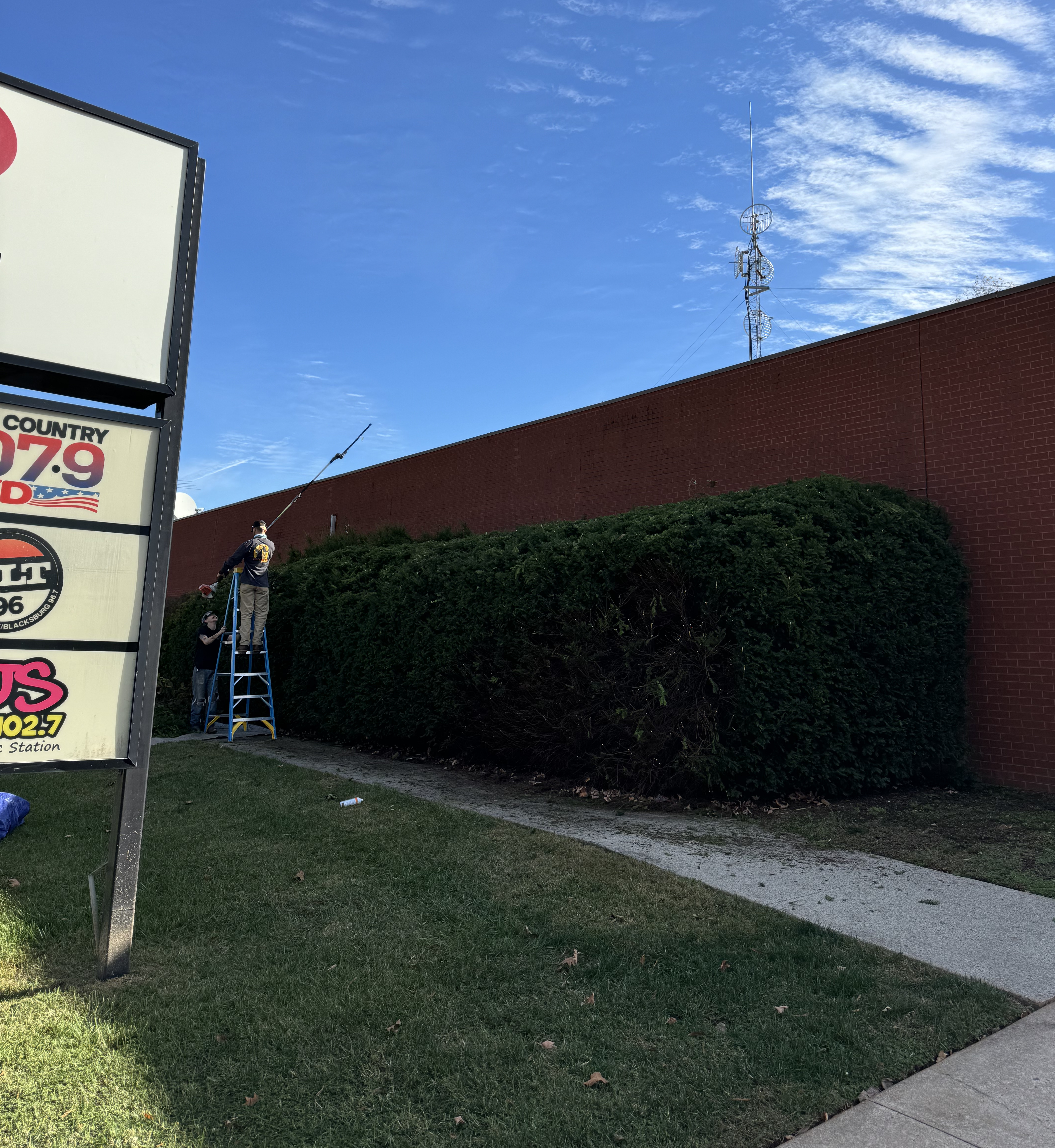 Shrub care and pruning in a landscaped yard
